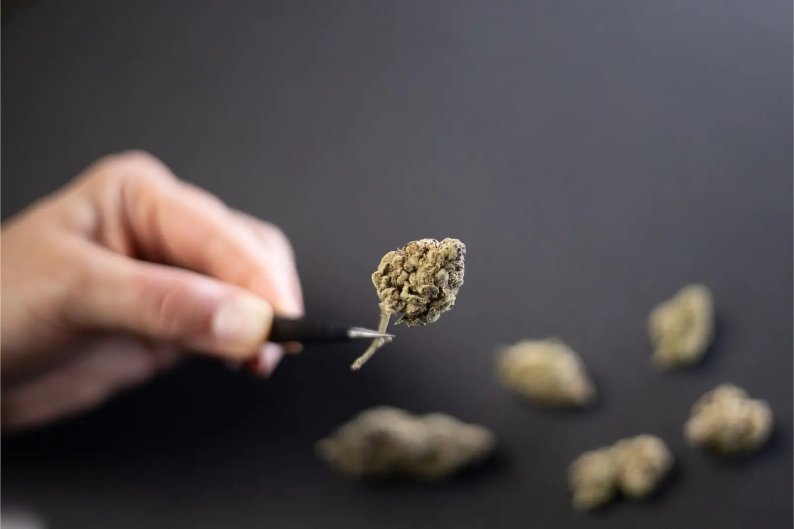Inspecting cannabis flower for quality at Seven Point